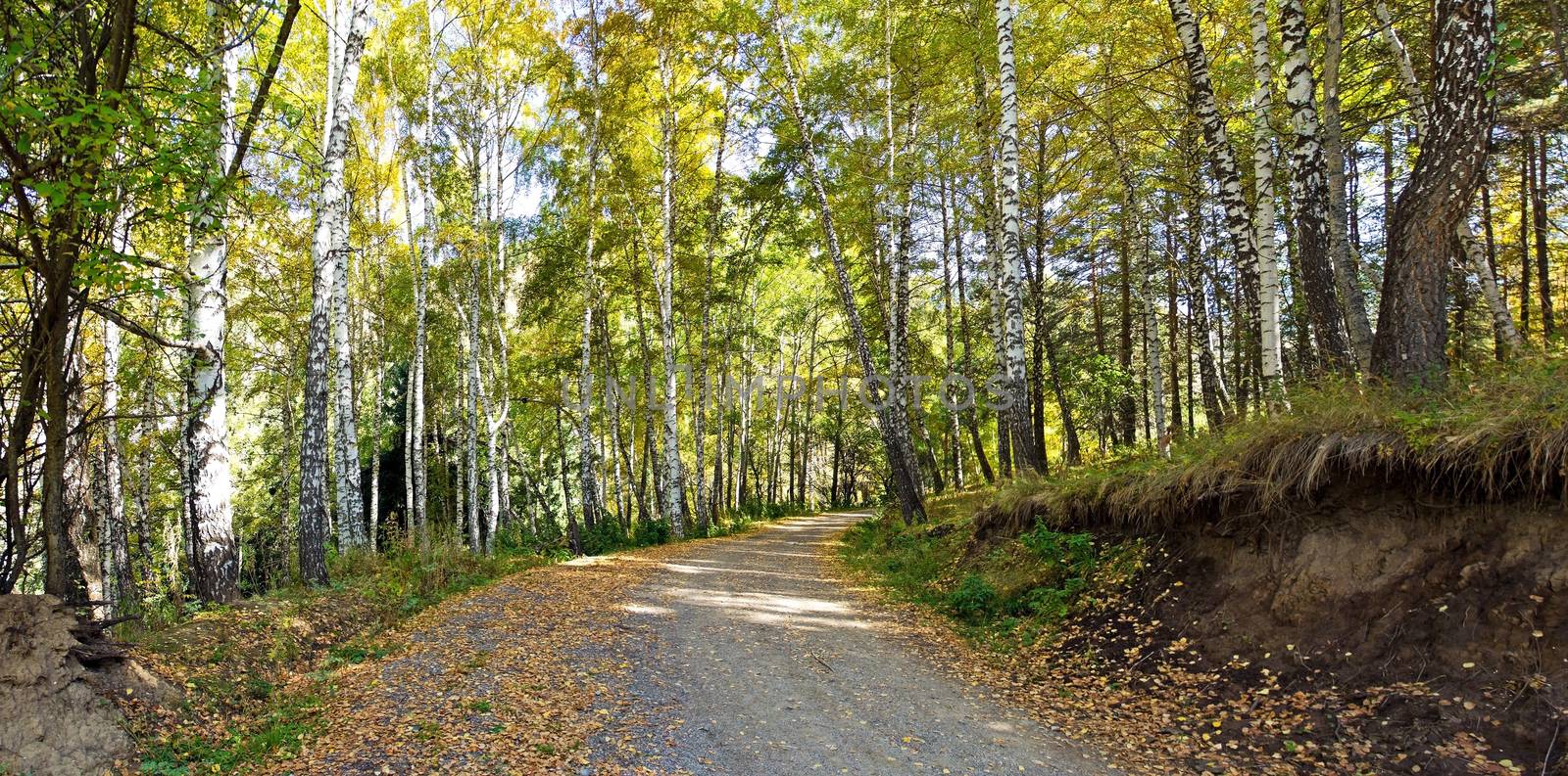 Panorama of road in an autumn birches forest in alps mountains