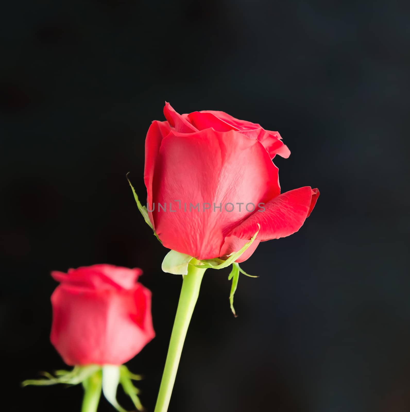 Two red roses against a dark background. 