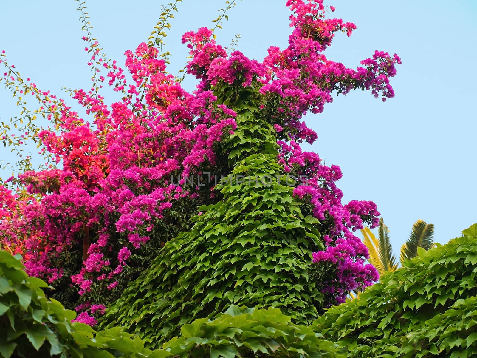 Bush of Bougainvillea flowers in the garden