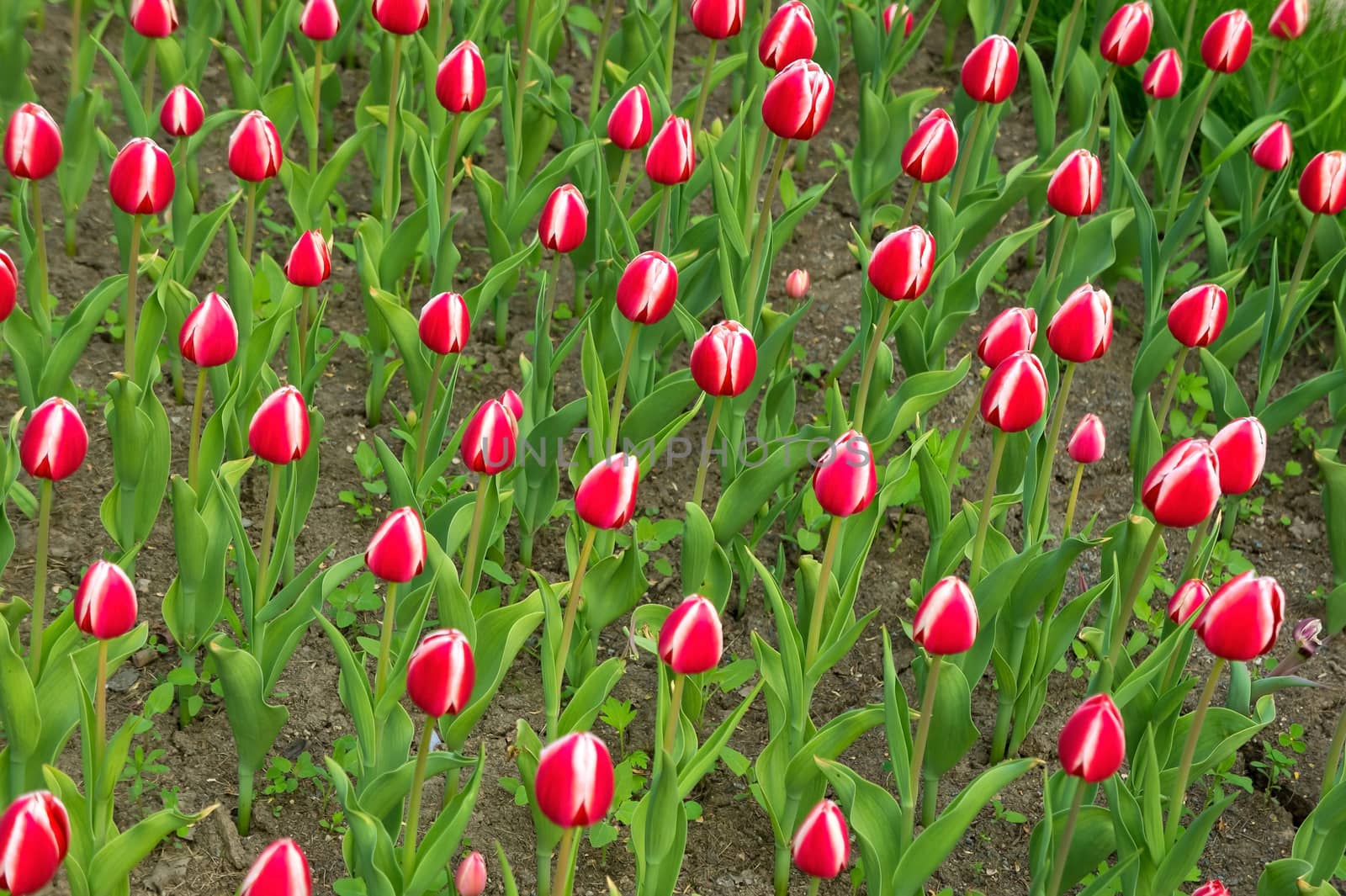 Beautiful red tulips field in spring.