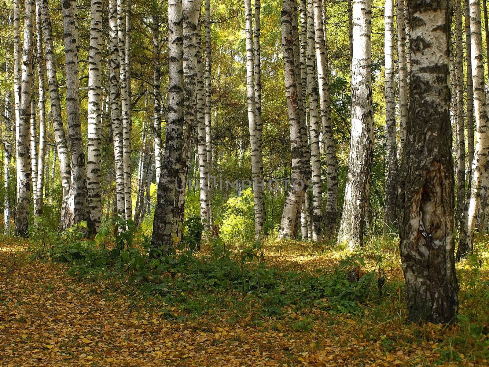 Autumn birch forest.