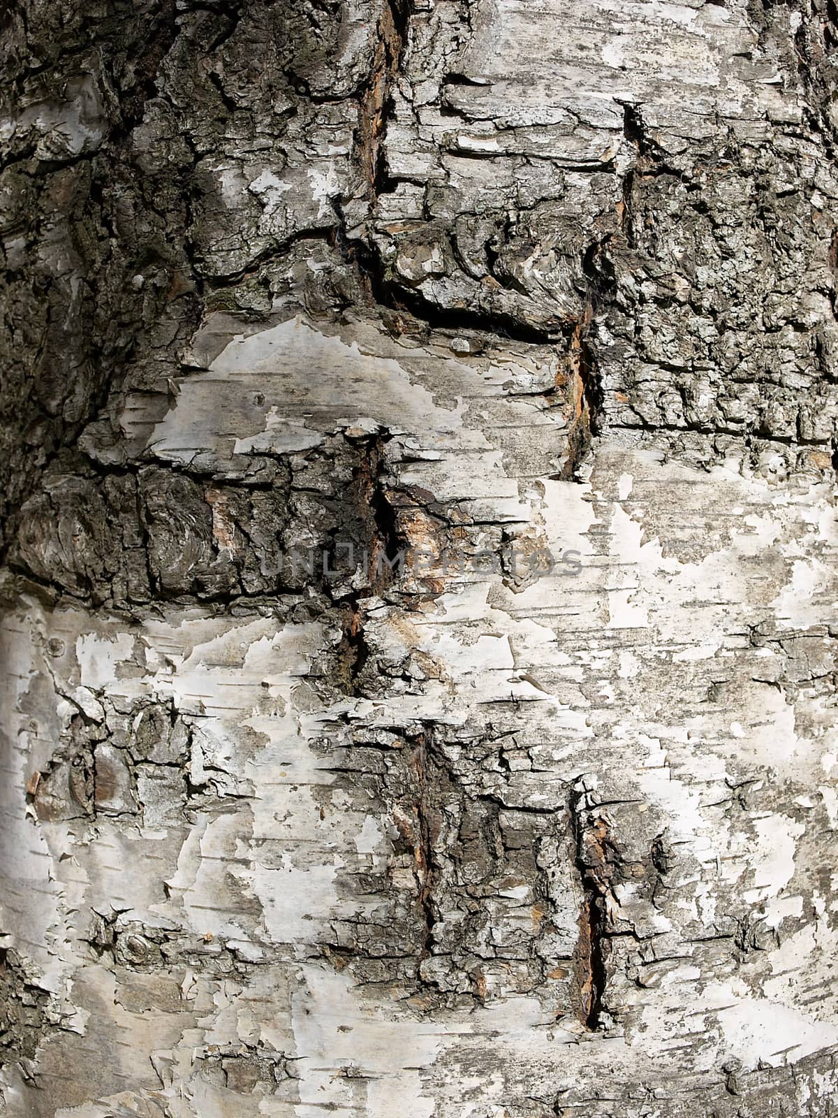 birch texture by Venakr