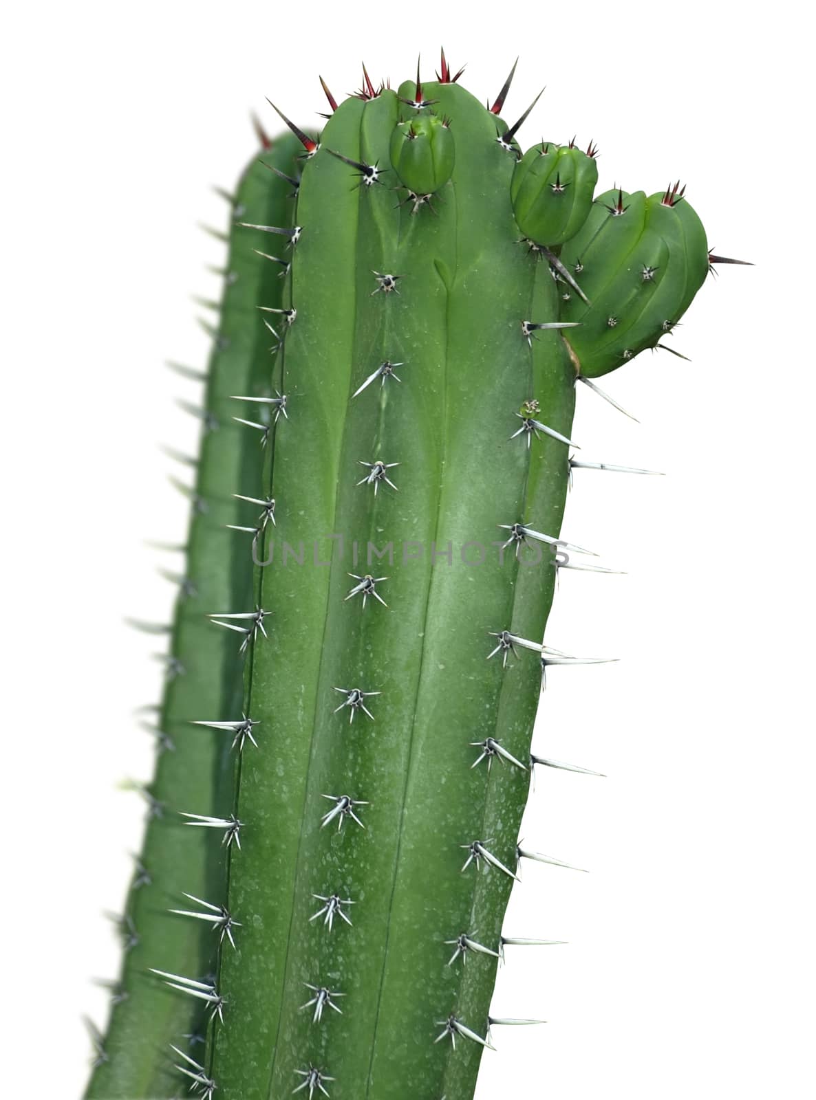 Big cactus isolated over white with clipping path.