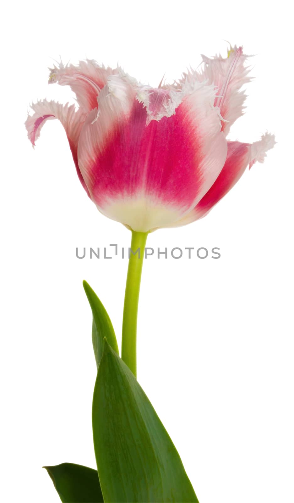 Beautiful red-white tulip isolated on white background. Clipping path included.