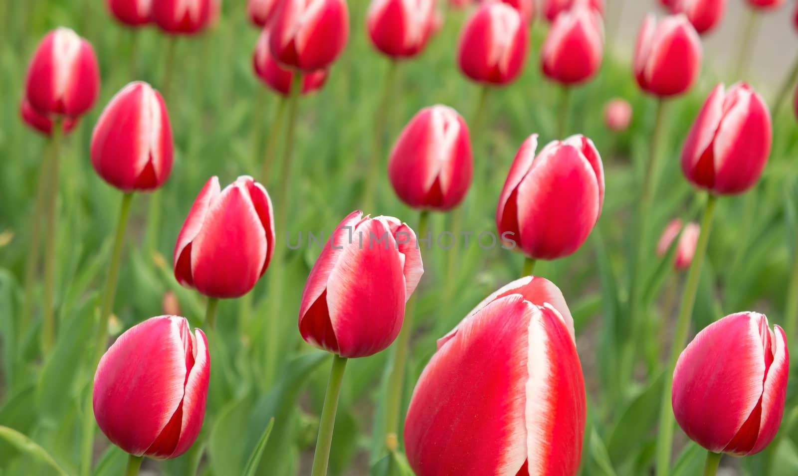 Background of beautiful red-white tulips in spring.