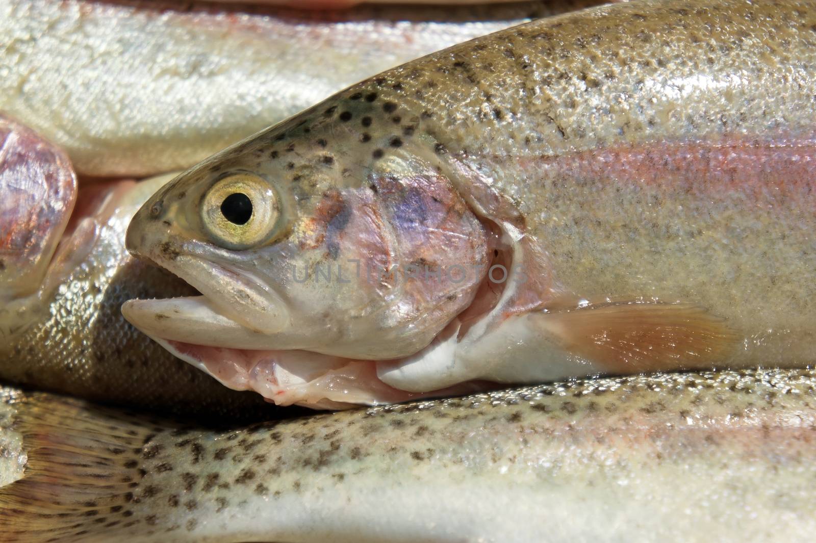 Close-up of fresh organic rainbow trouts background.