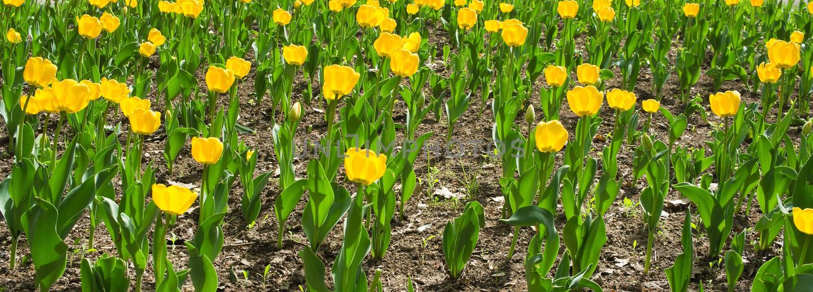 Tulips yellow by Venakr