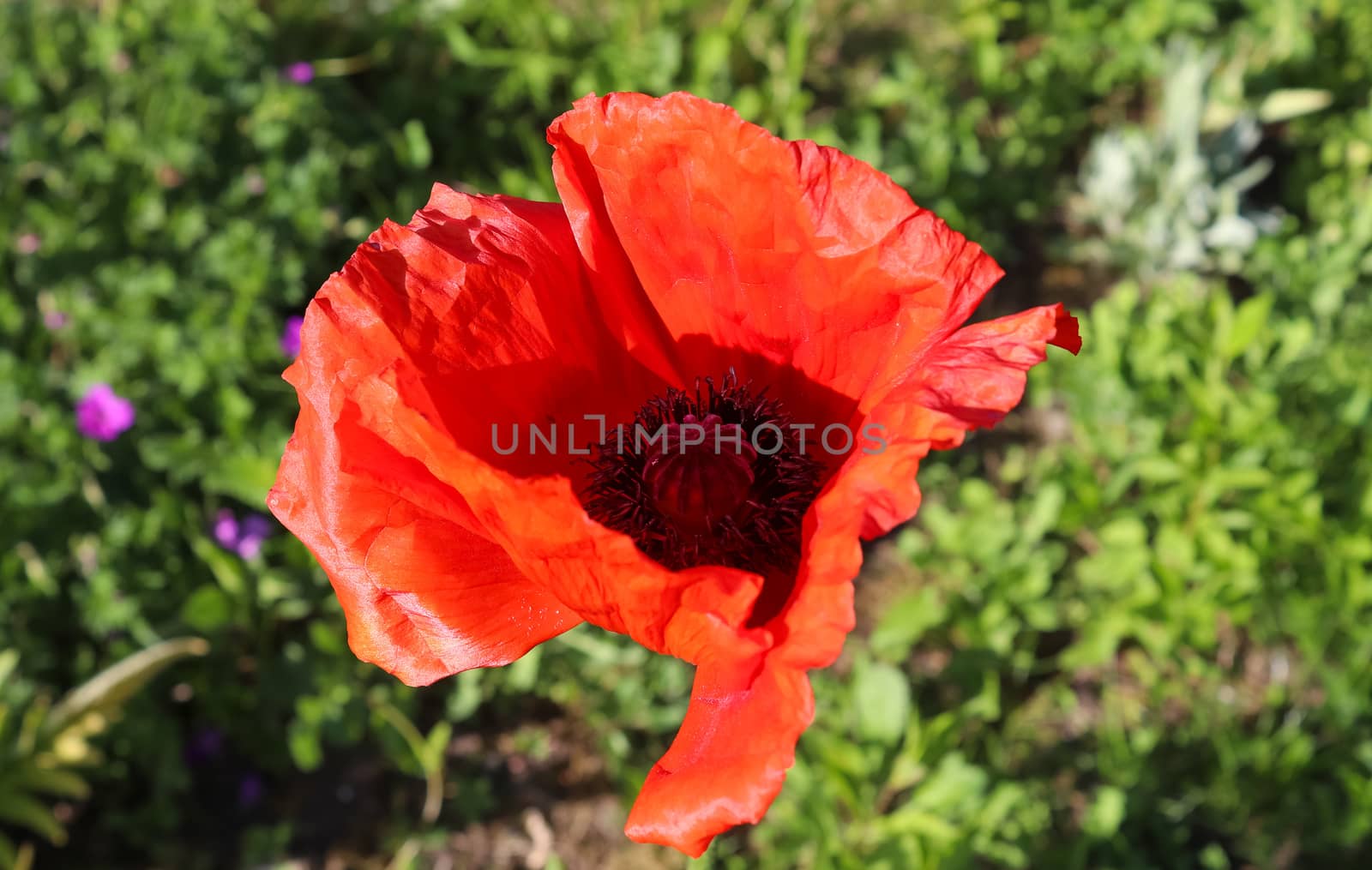 Beautiful red poppy flowers in the sun found in a green garden