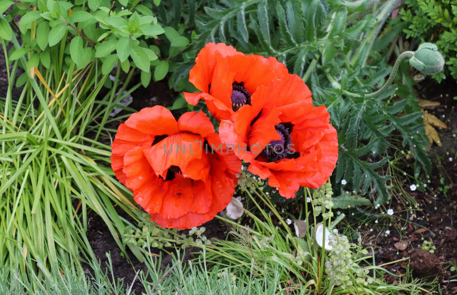 Beautiful red poppy flowers in the sun found in a green garden