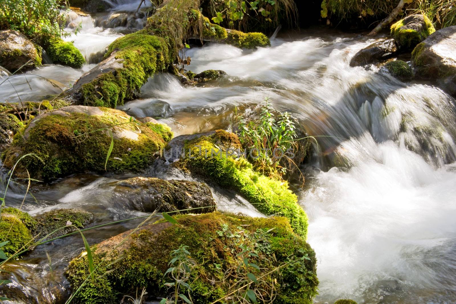 Forest stream running over mossy rocks in Alps mountains