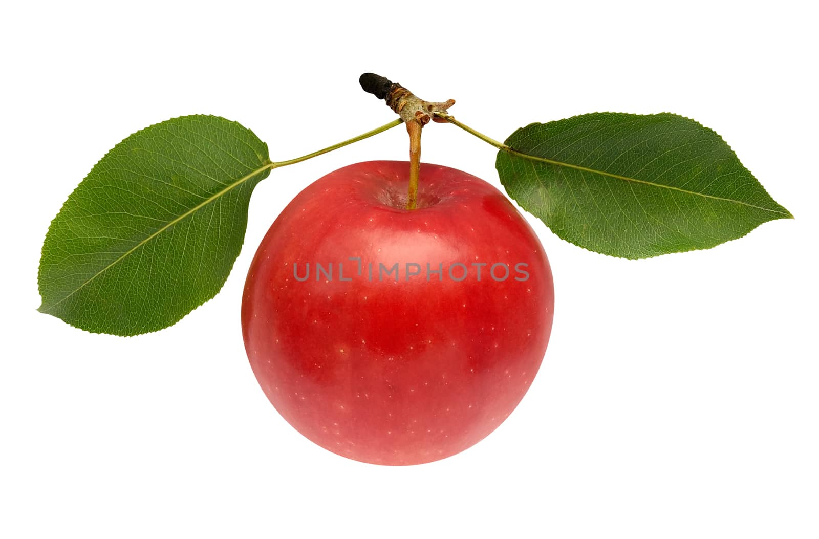 Red apple with green leaves isolated over white. Clipping path.