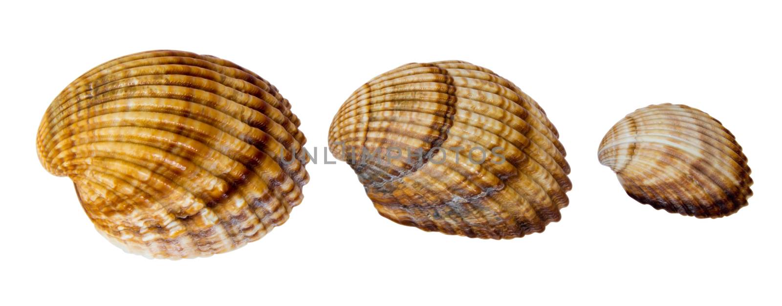 Sea shells isolated over white background. Clipping path.