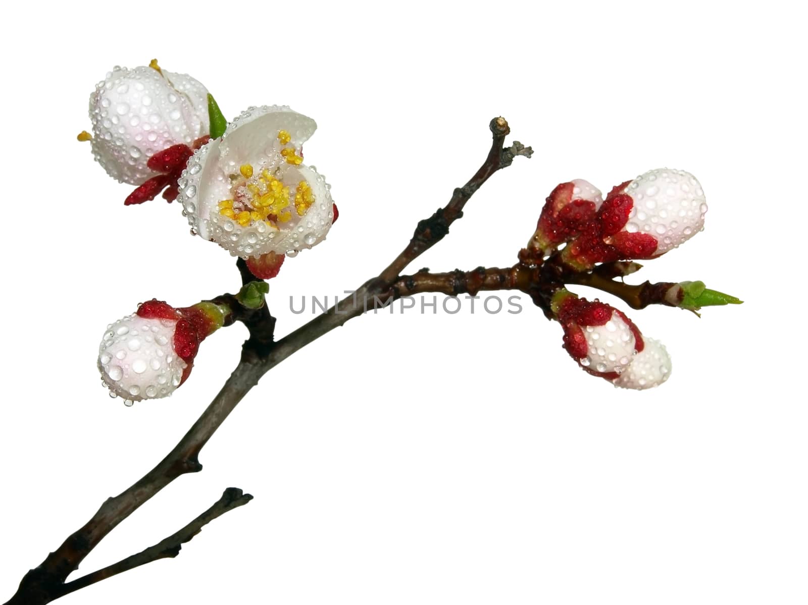 Blossoming an apricot with drops isolated over white