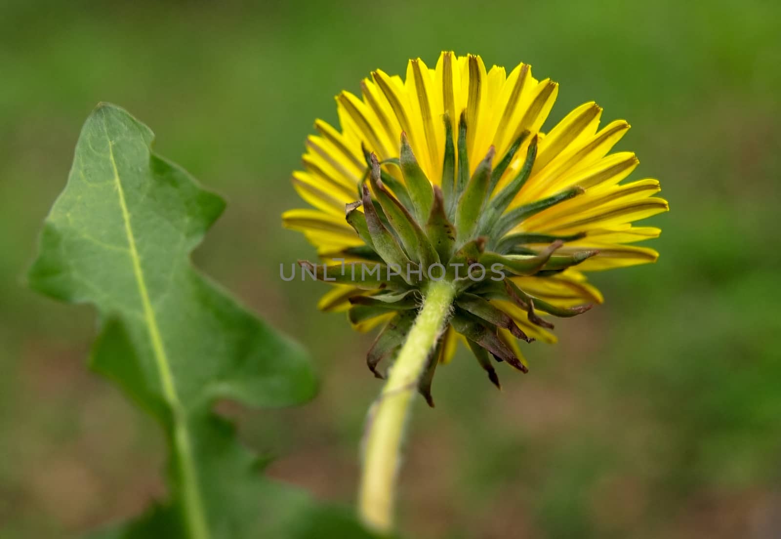 Single yellow dandelion. This image has been converted from a RAW-format.