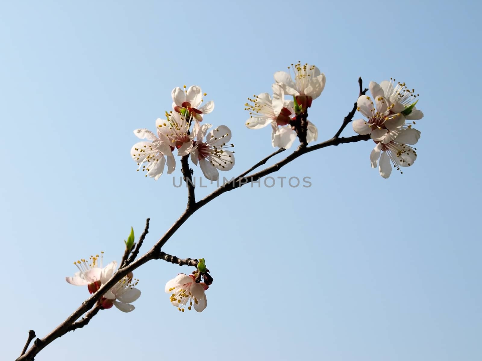 Apricot flowerses tree by Venakr