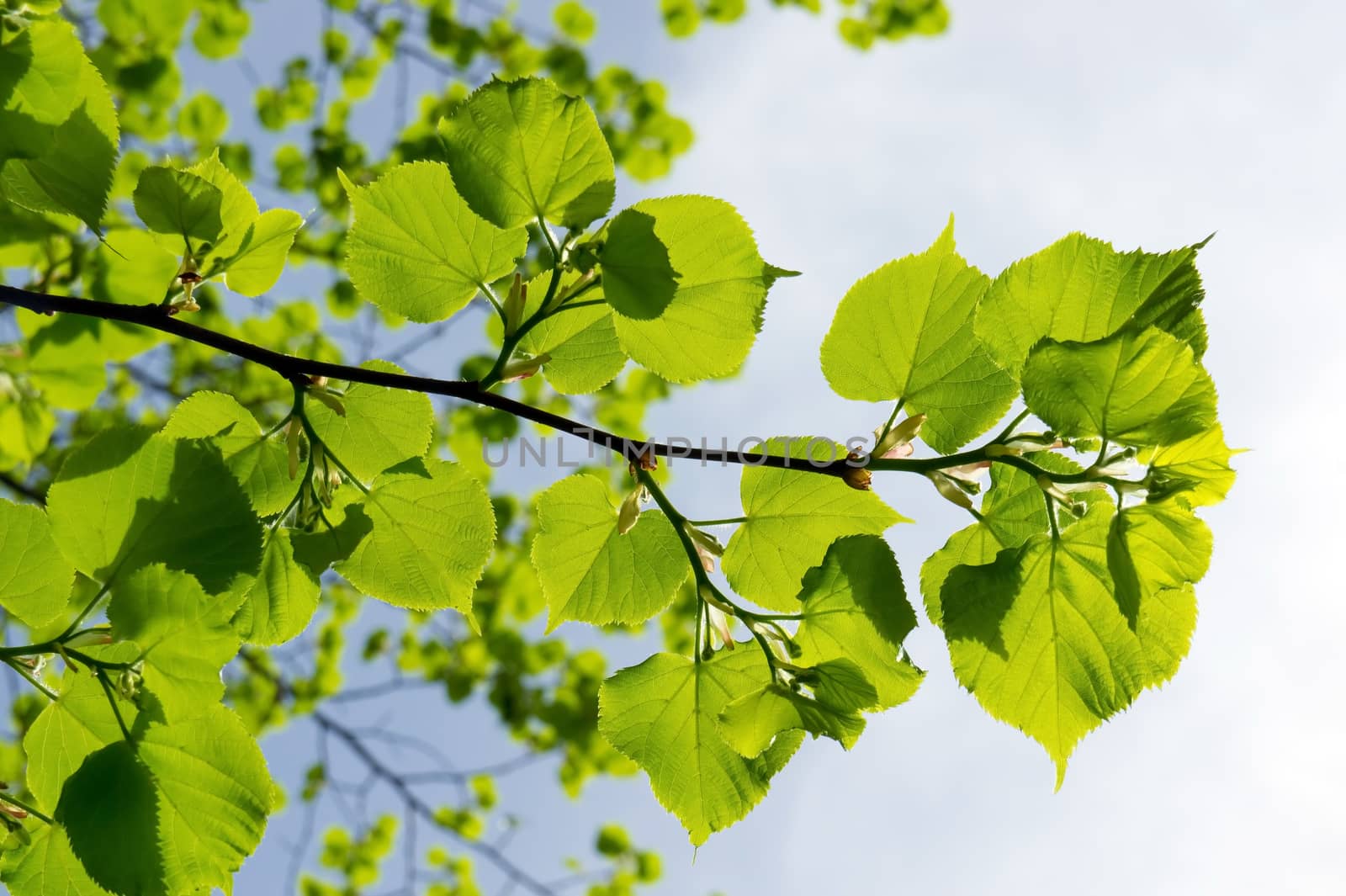 Close up of fresh branch with green leaves against the sky.