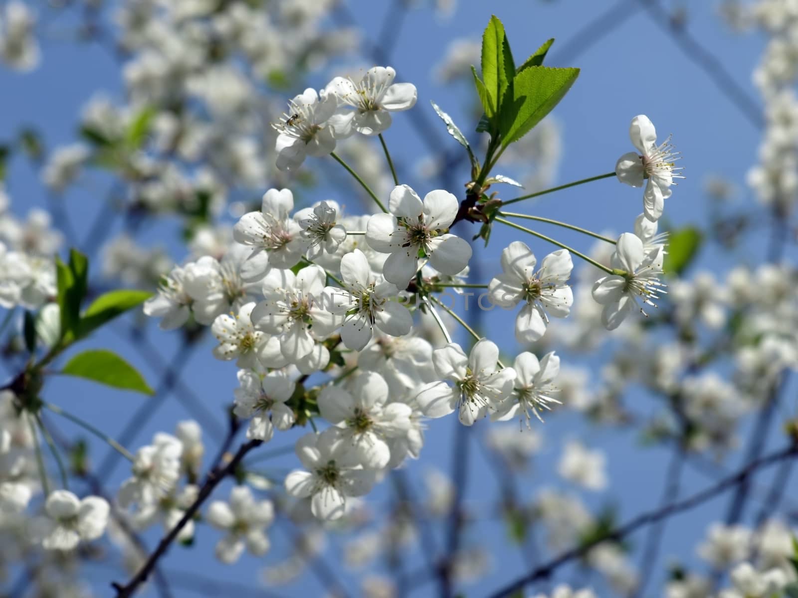 Blossoming of cherry