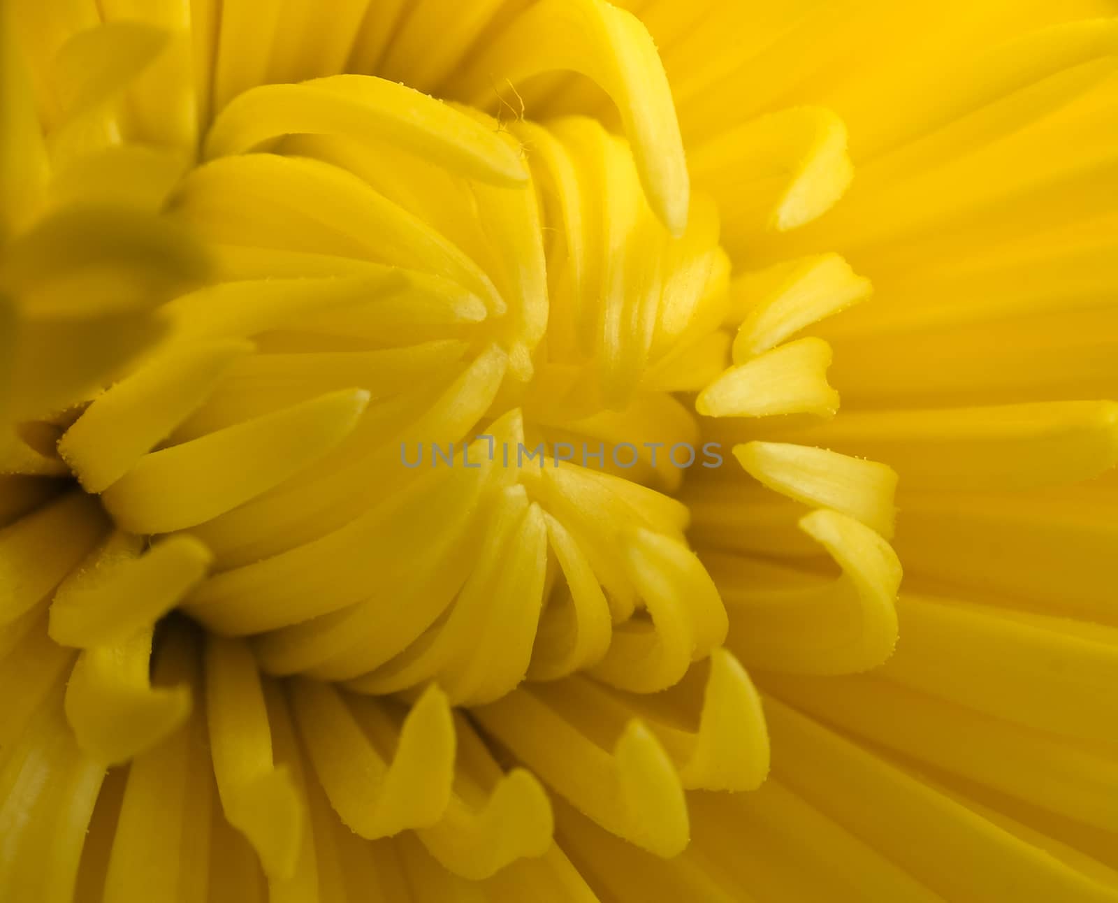 Macro of colourful yellow chrysanthemum