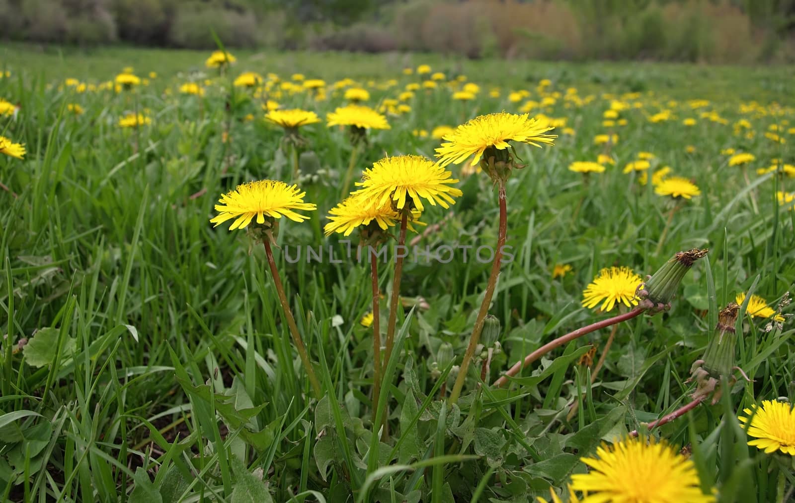 Field of yellow dandelions. This image has been converted from a RAW-format.