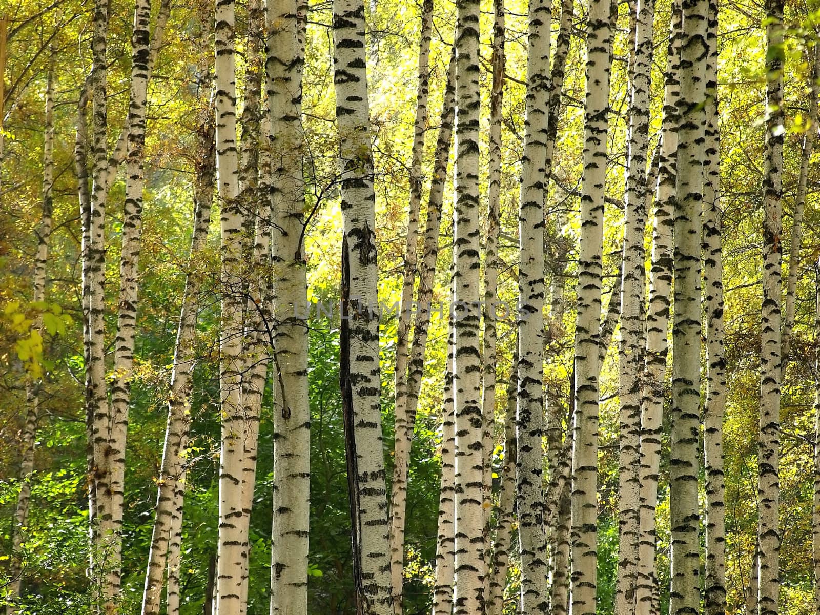 Autumn birch forest.