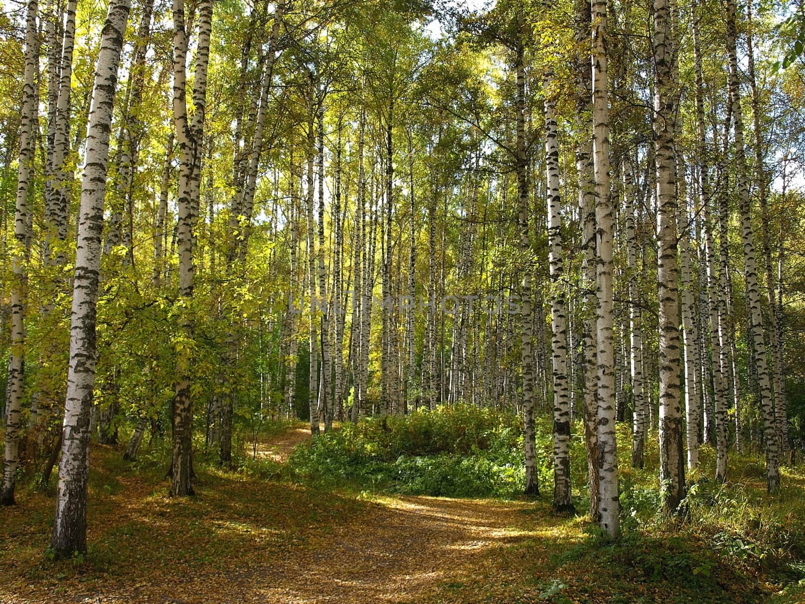 Autumn birch forest.