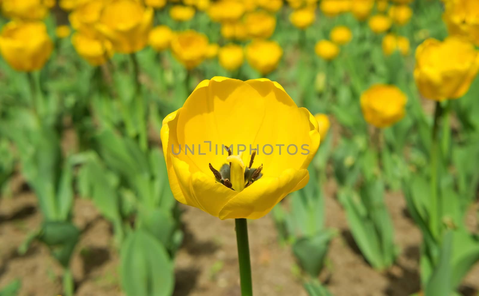 Yellow tulip in the beautiful field in spring.