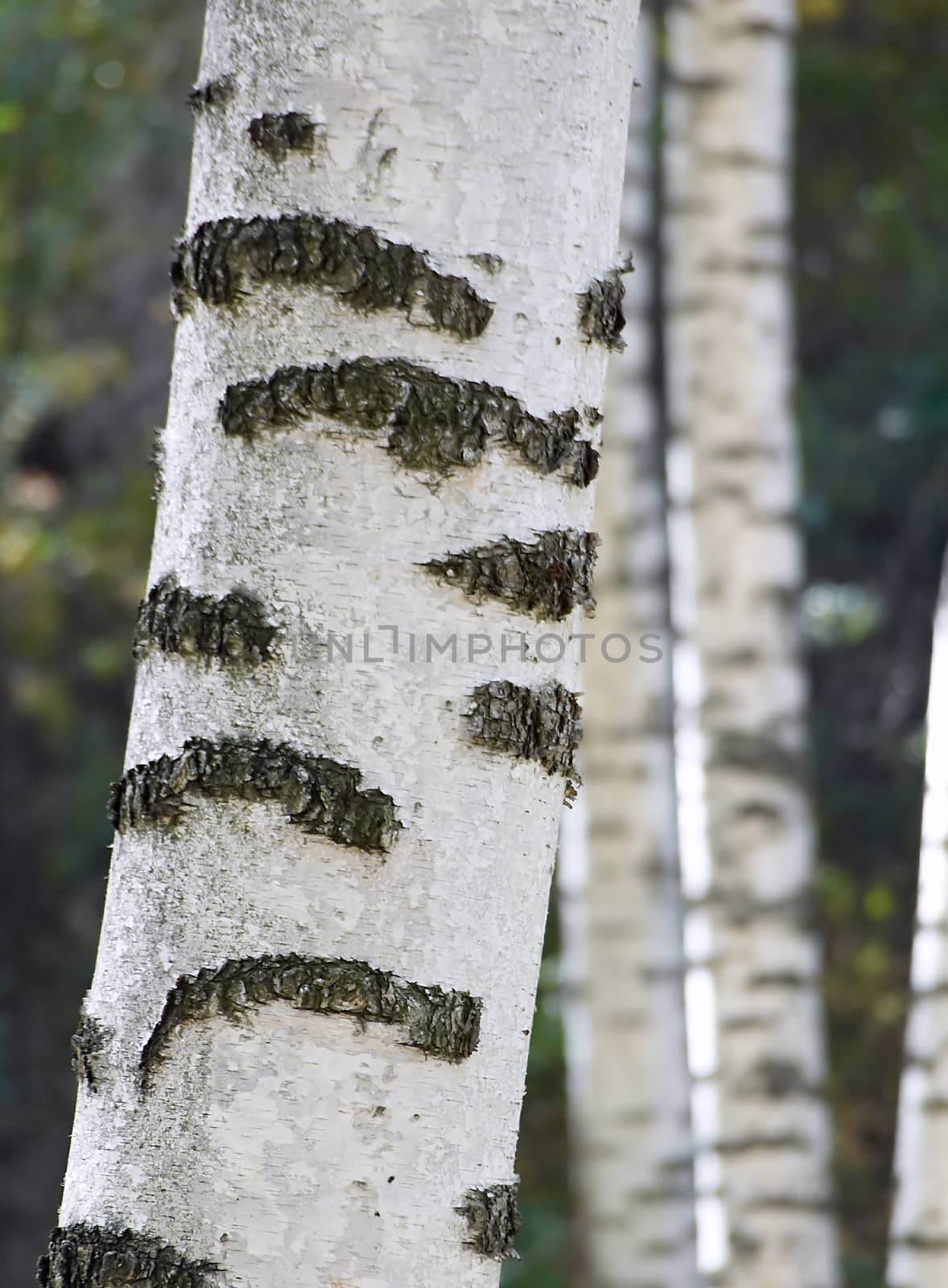 Natural bark of white birch.