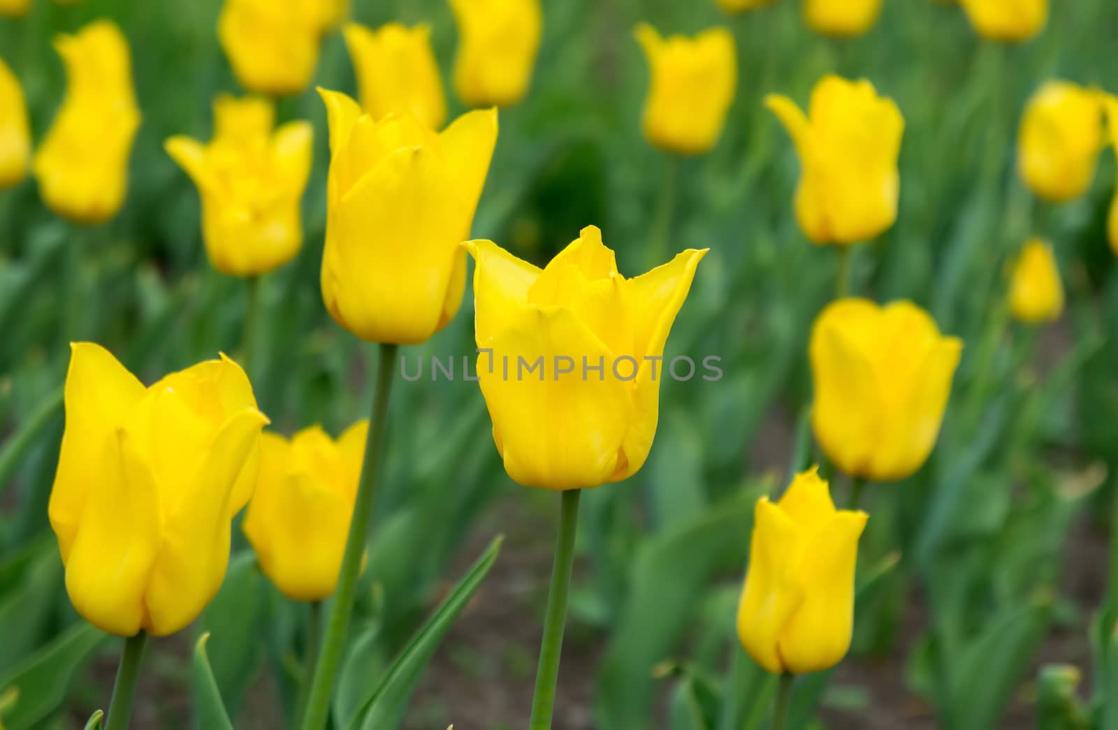 Yellow tulips in the beautiful field in spring.