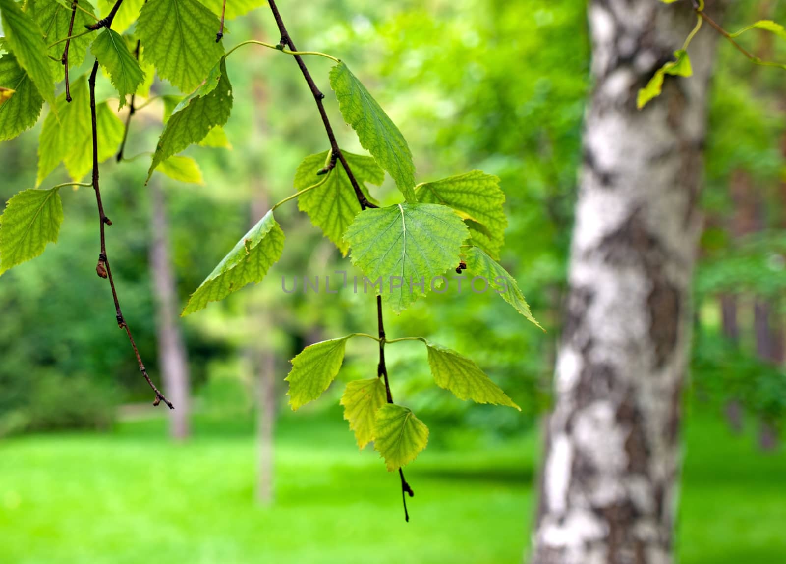 Close up of birch leaves on a branch over blurred natural background