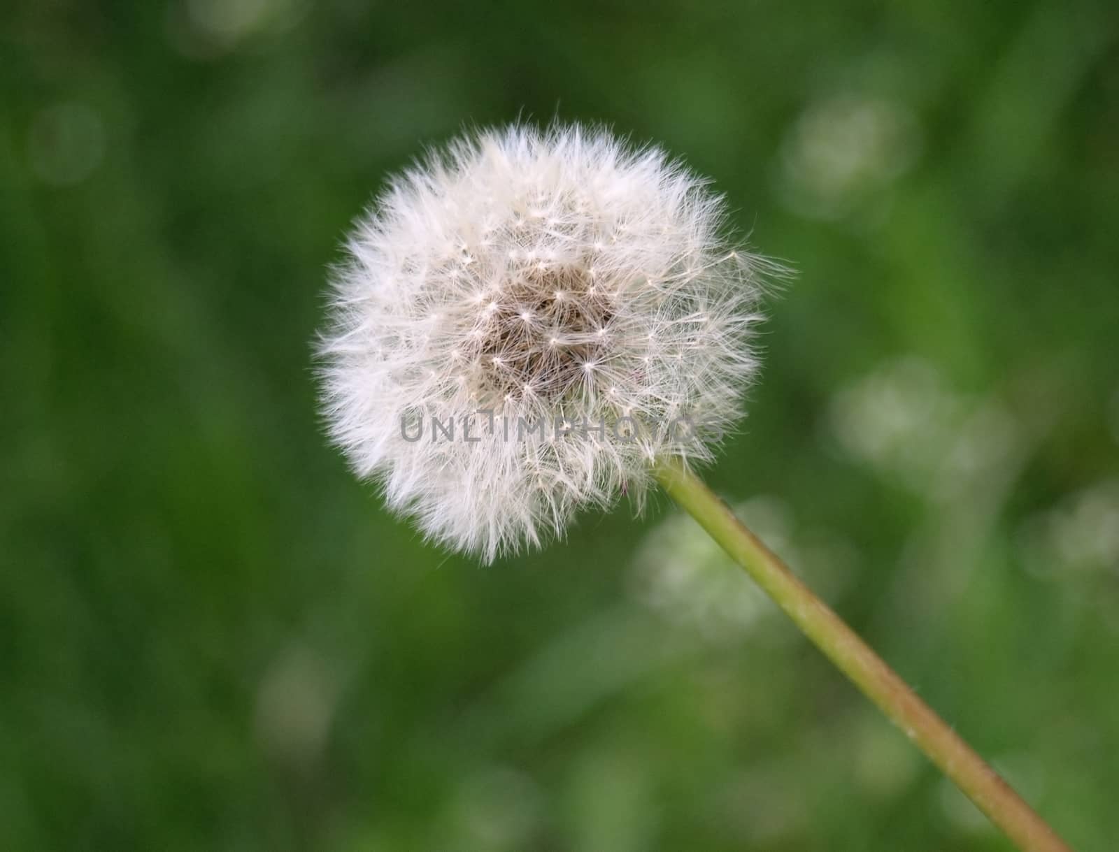 Dandelion in meadow. This image has been converted from a RAW-format.