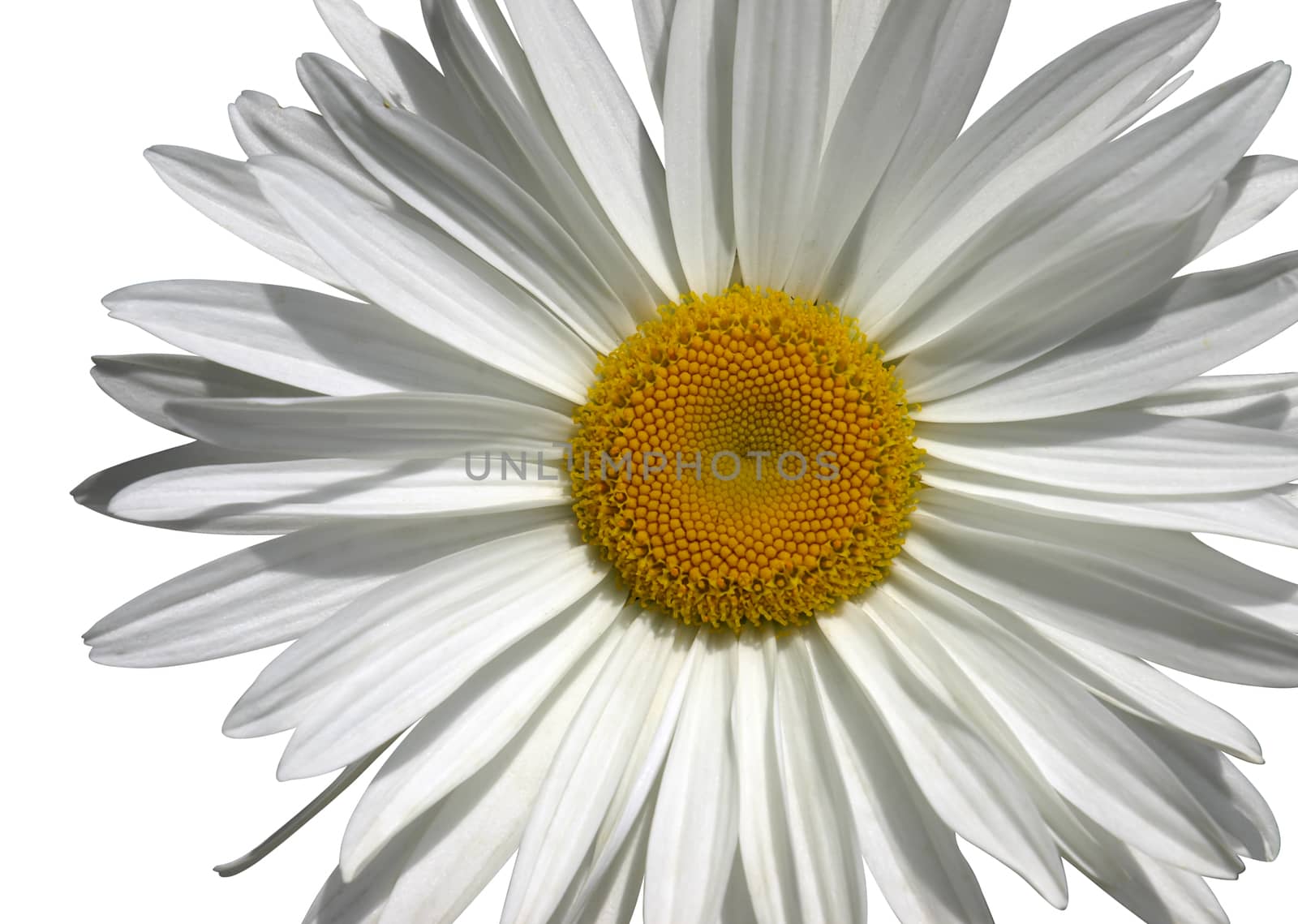 Camomile flower macro from above isolated over white with clipping path