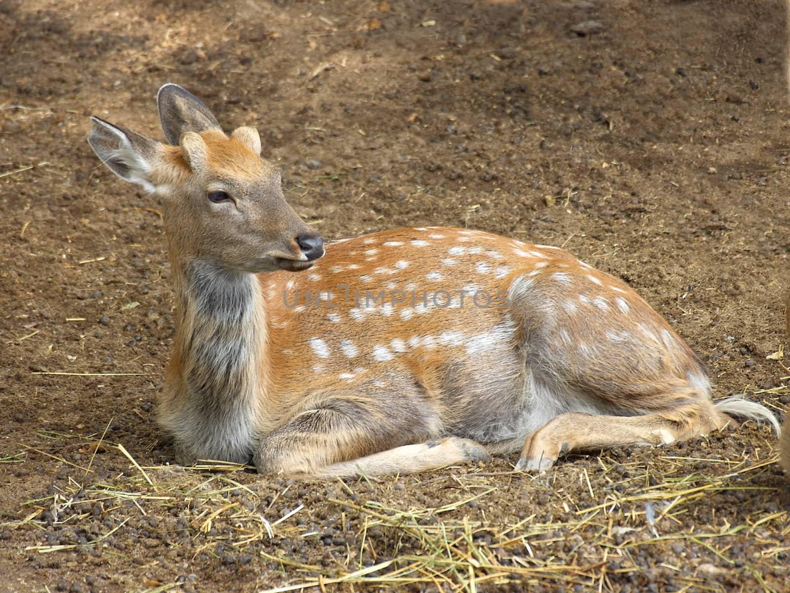 Young spotted fawn