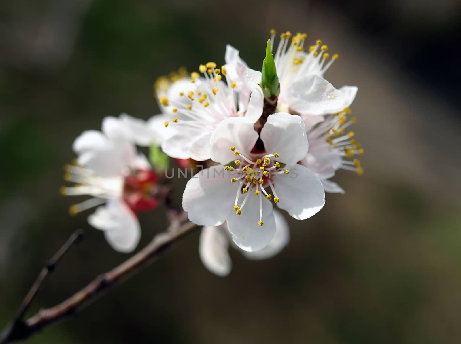 Apricot flowerses by Venakr