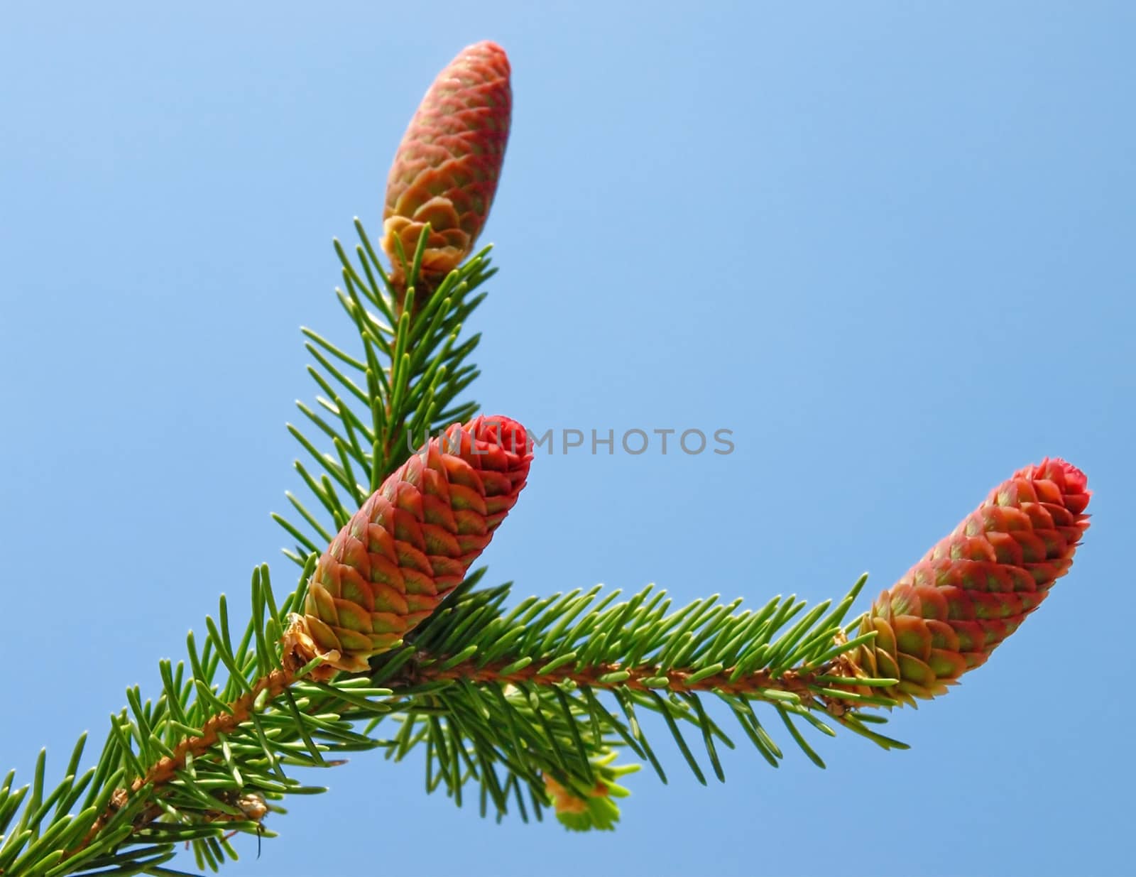 fir tree cones by Venakr