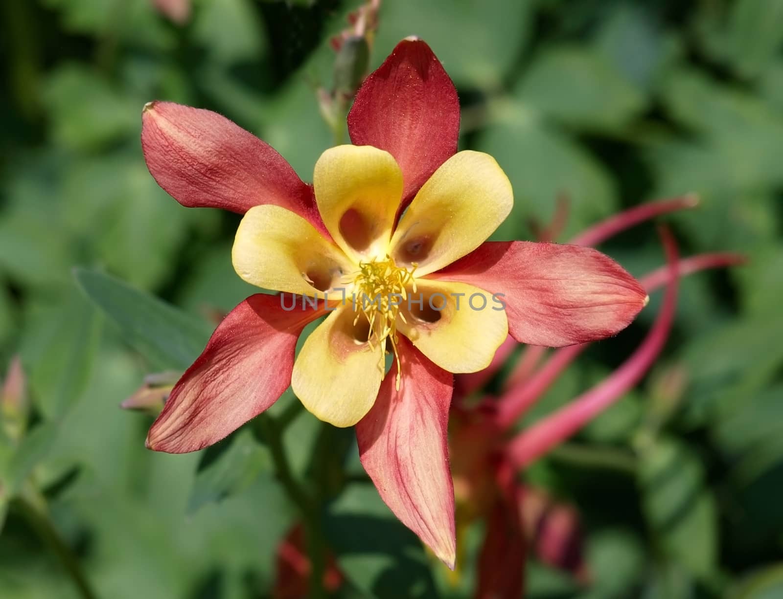 Close-up of beautiful flower.