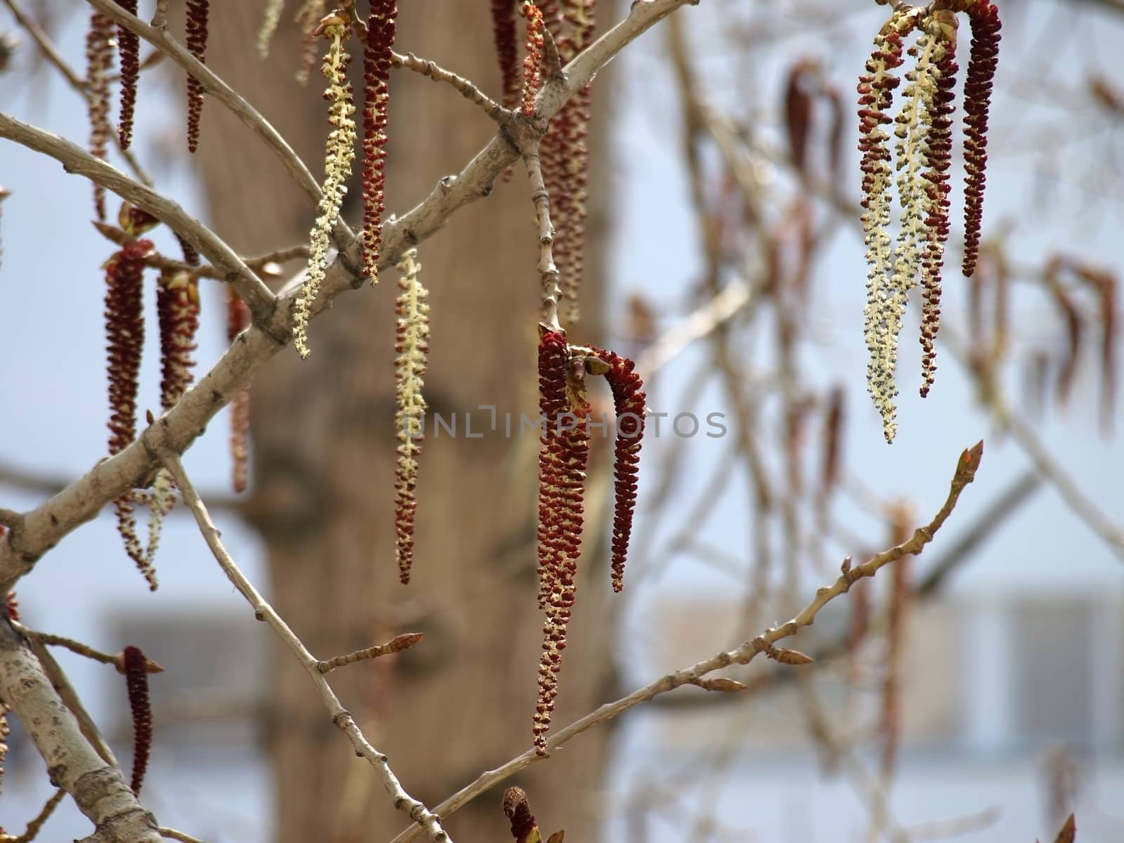 Poplar catkins. Spring blossom.