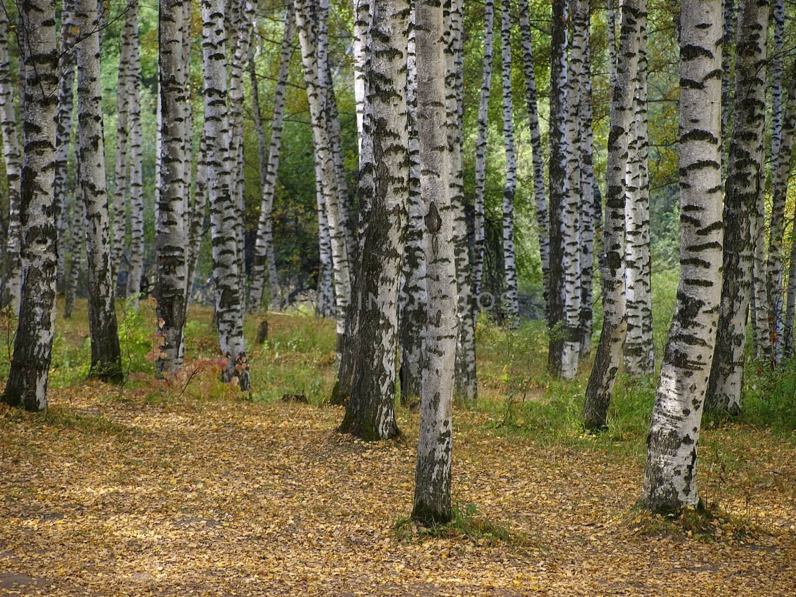 Autumn birch forest.