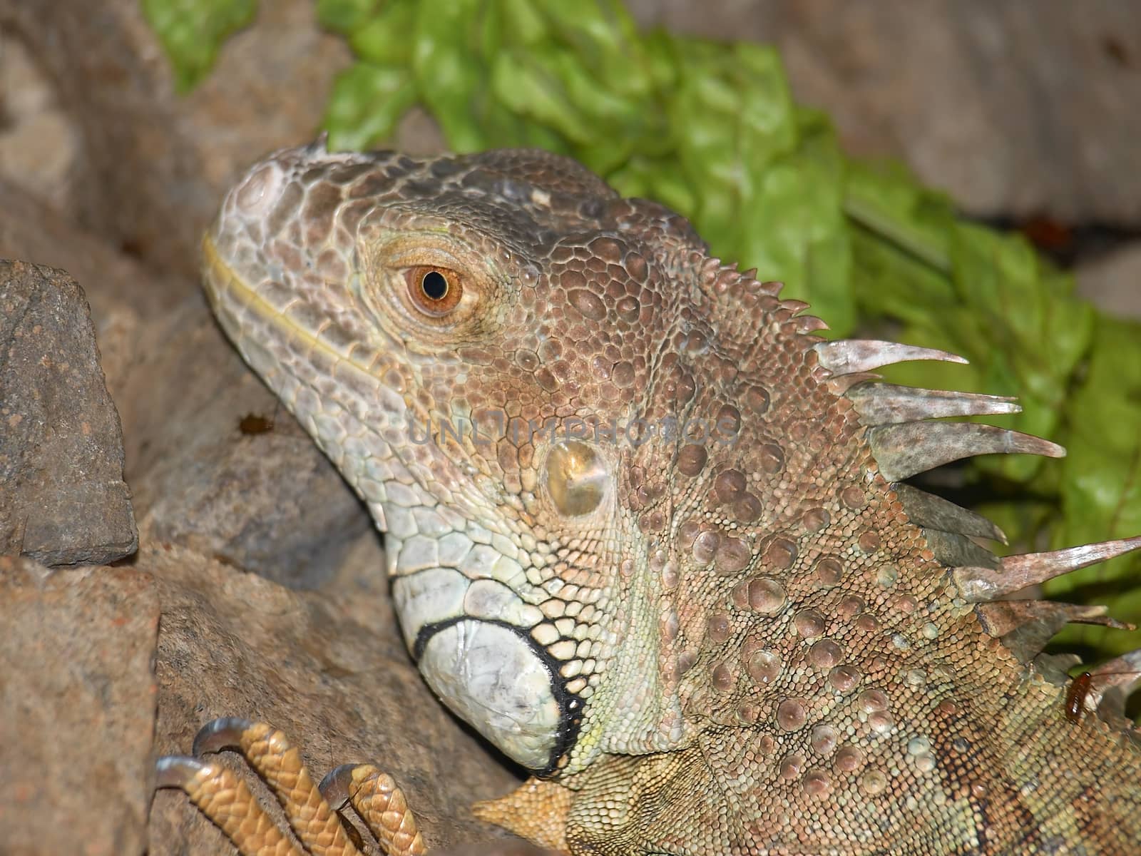 Head and face of an adult dragon