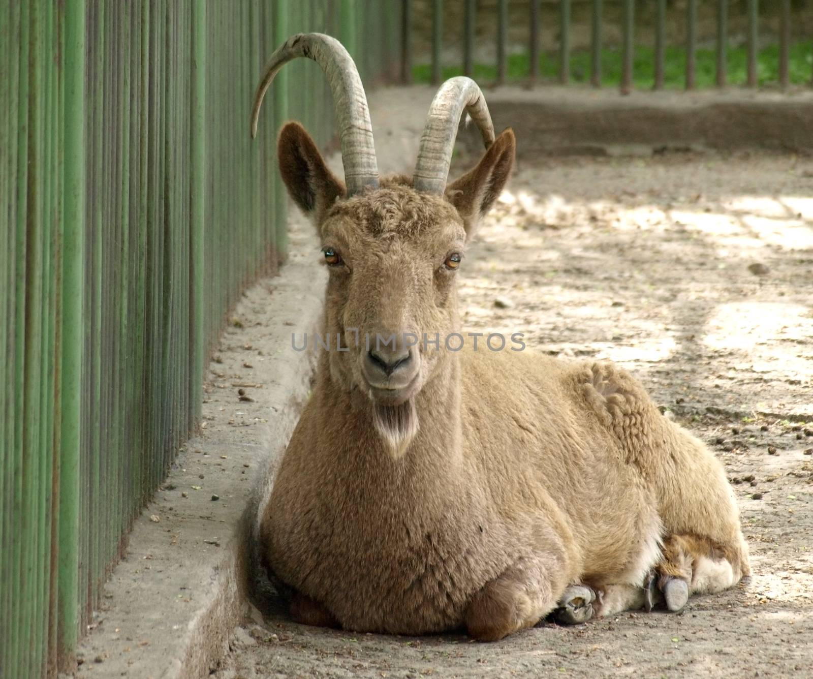 A frontal portrait of a goat with horns