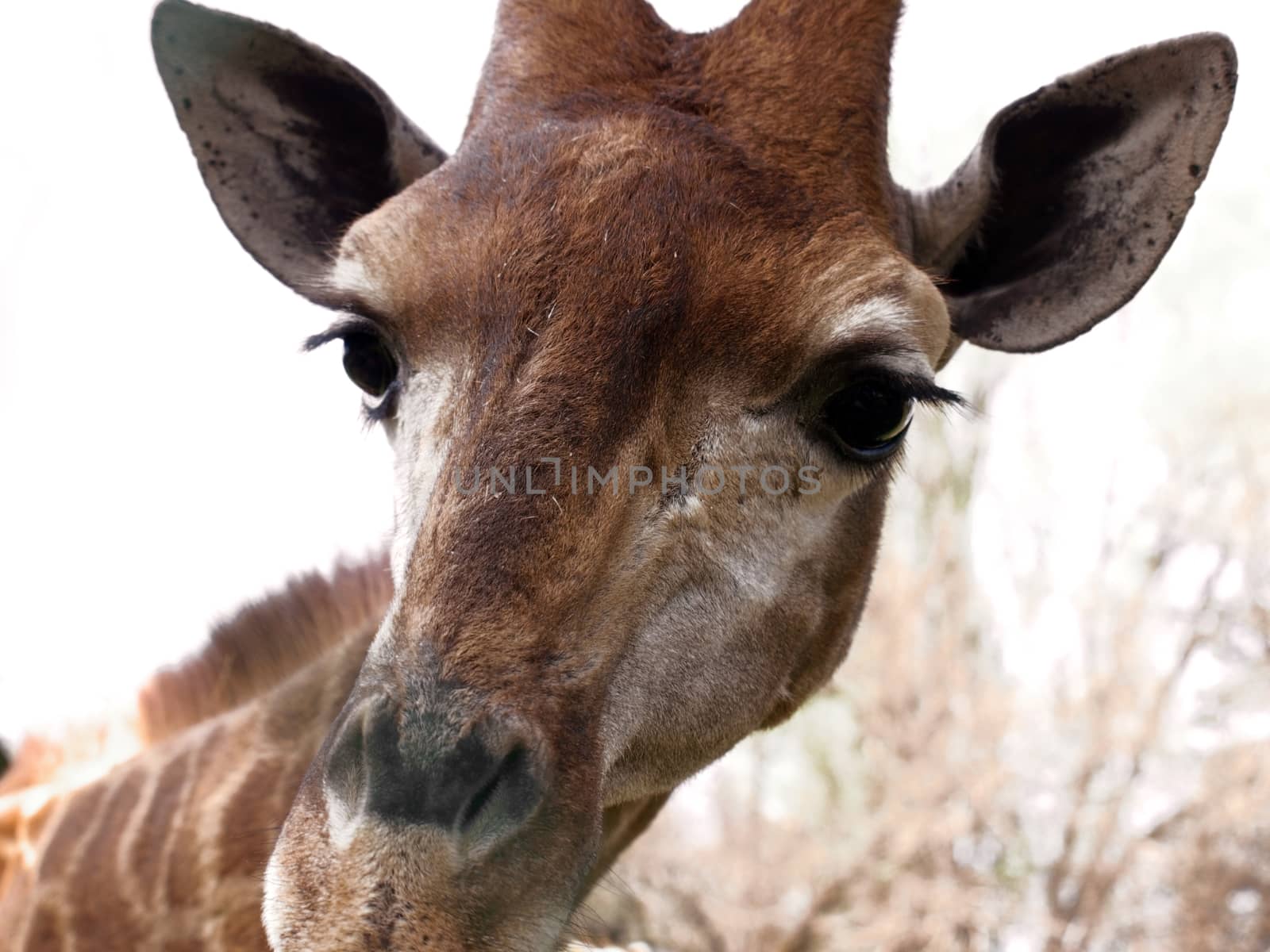 A frontal portrait of a giraffe.