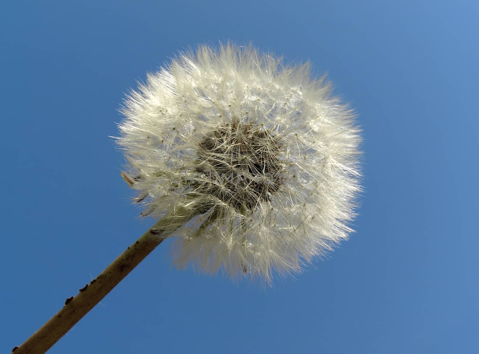 White dandelion isolated against blue sky