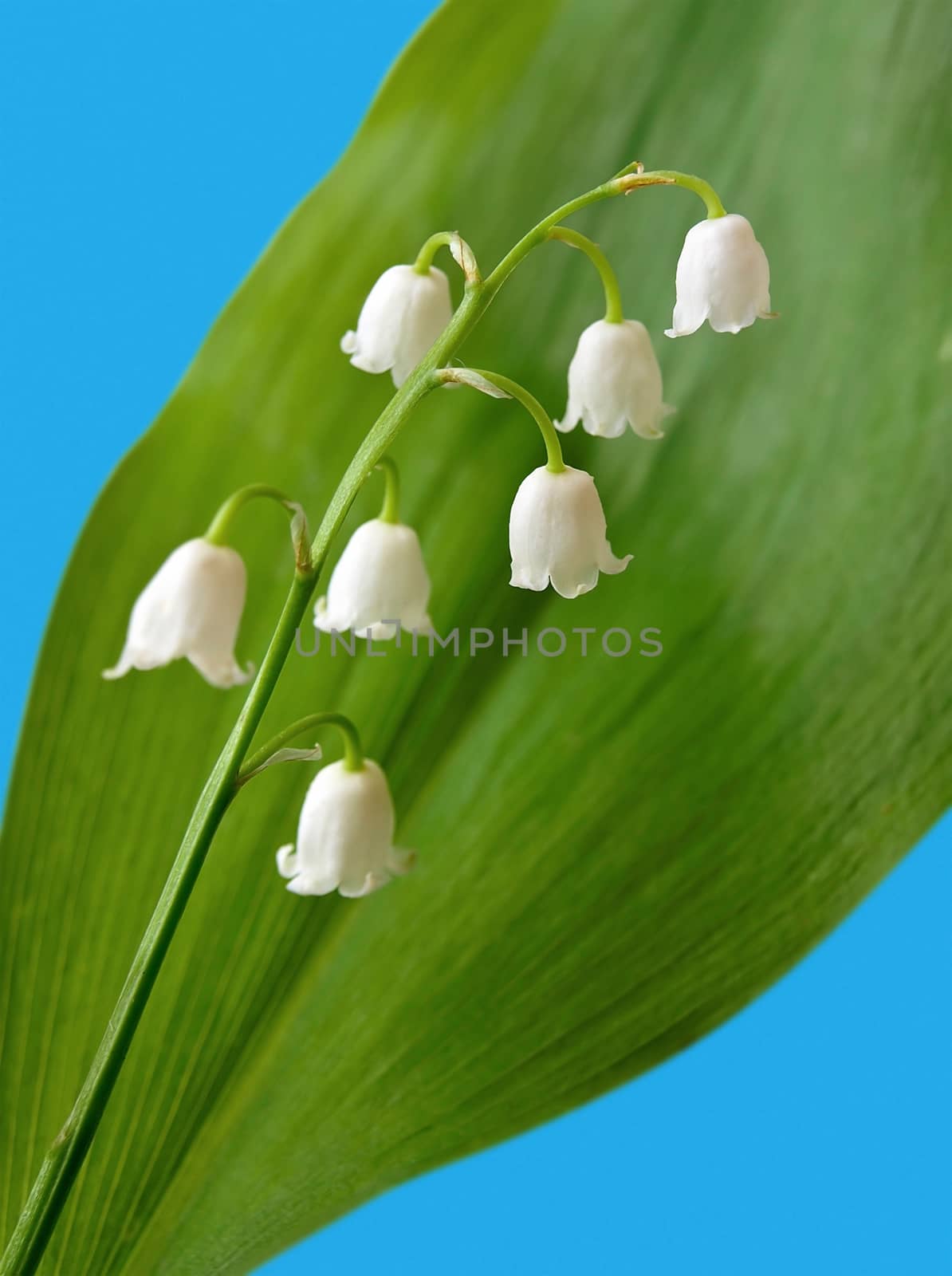 Lily of the valley isolated over blue