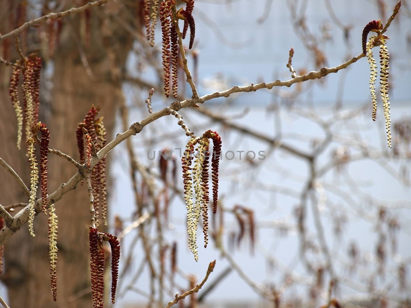 Poplar catkins. Spring blossom.