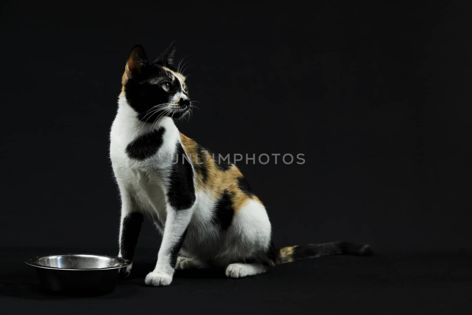 Milticolored Cat against black background by GABIS