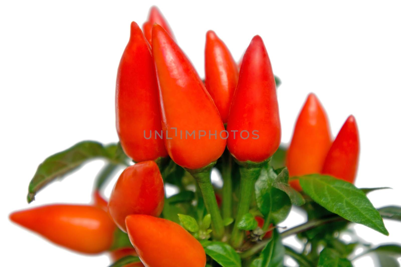 Red hot Hawaiian Chili Peppers isolated over white background.