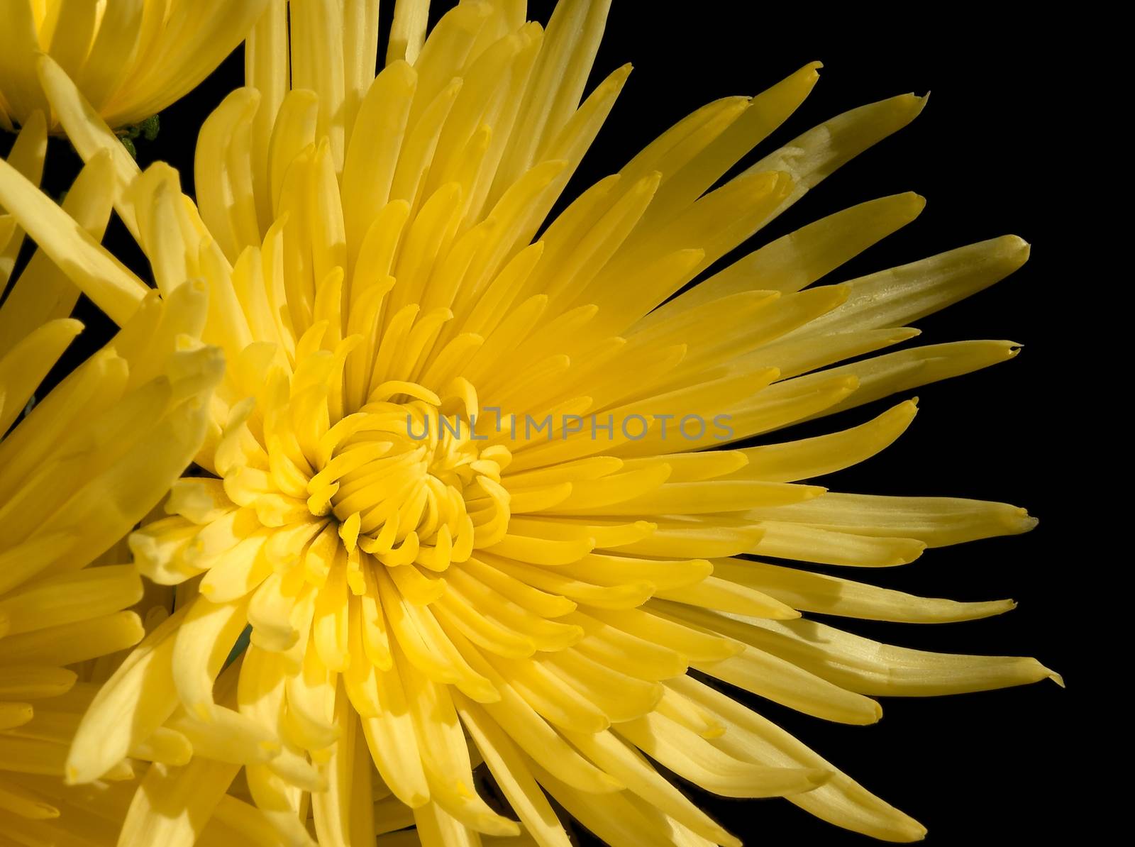 chrysanthemum yellow by Venakr