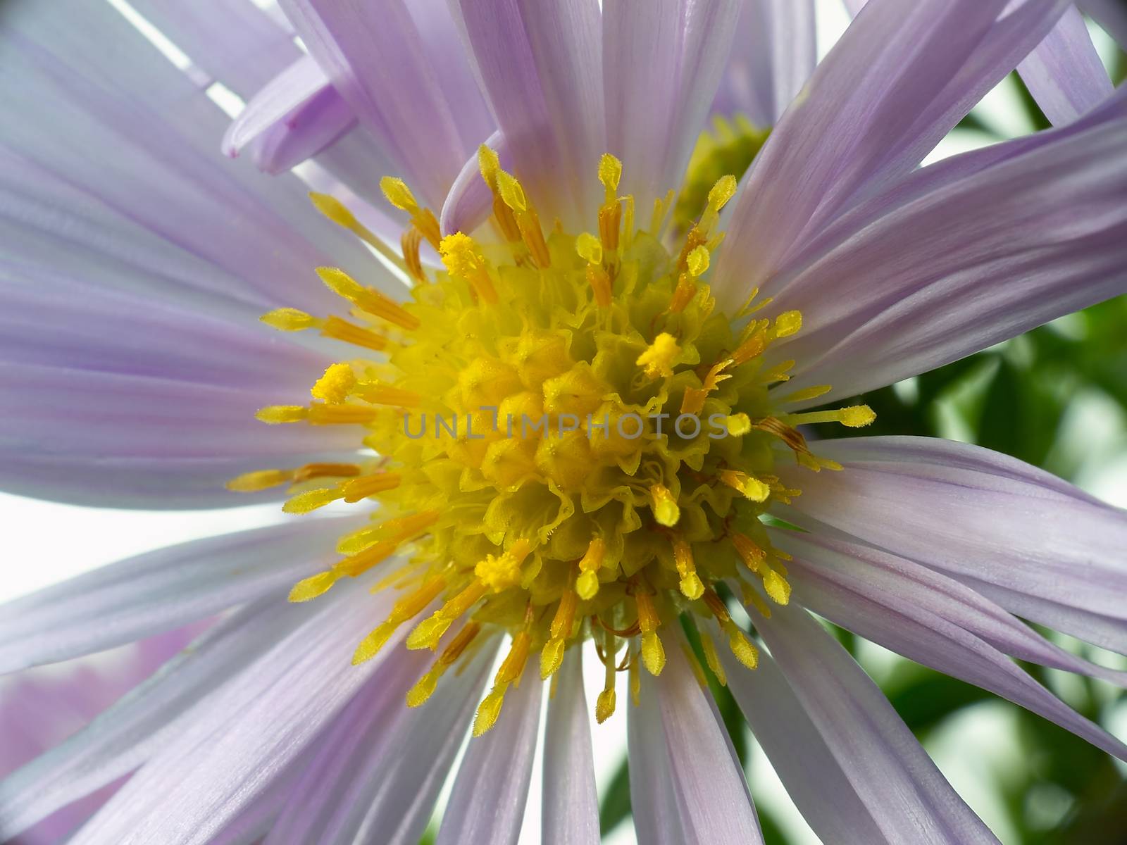 flower with pistil and stamens by Venakr