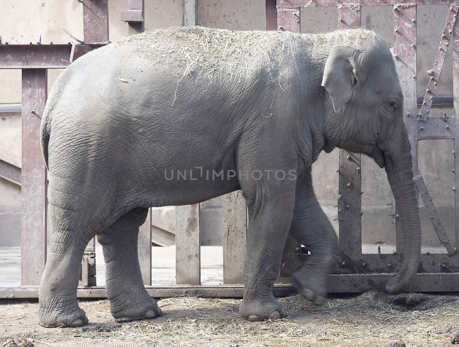 Close up of African elephant