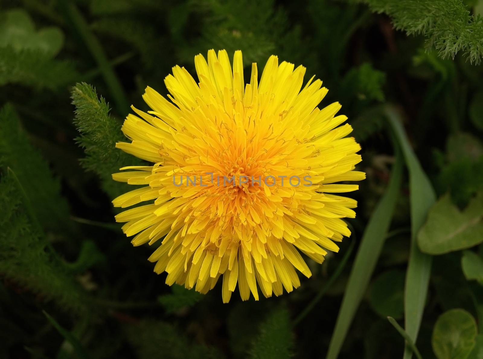 Single yellow dandelion. This image has been converted from a RAW-format.