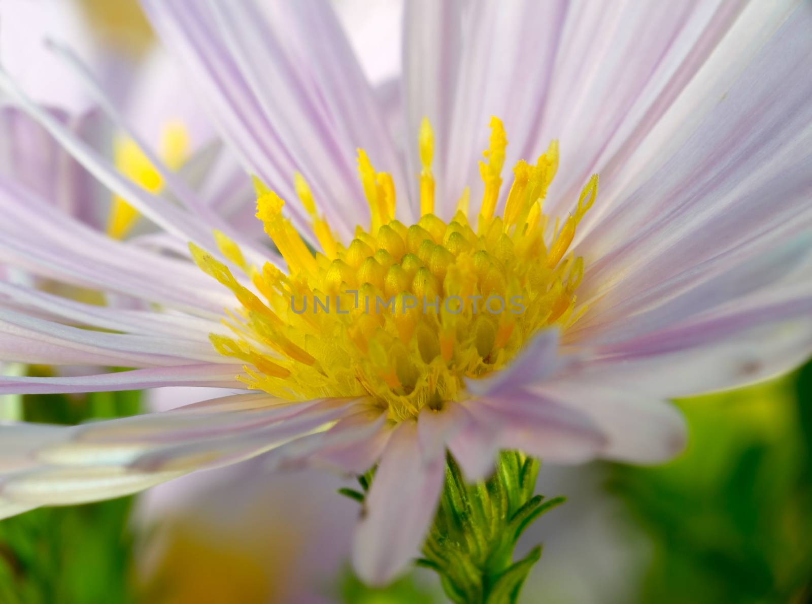 Close-up of violet flower with pistil and stamens